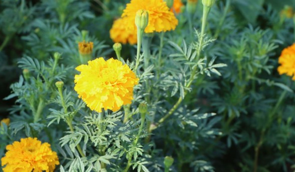 西安花壇葬區內沒有墓碑-鎬京骨灰公墓